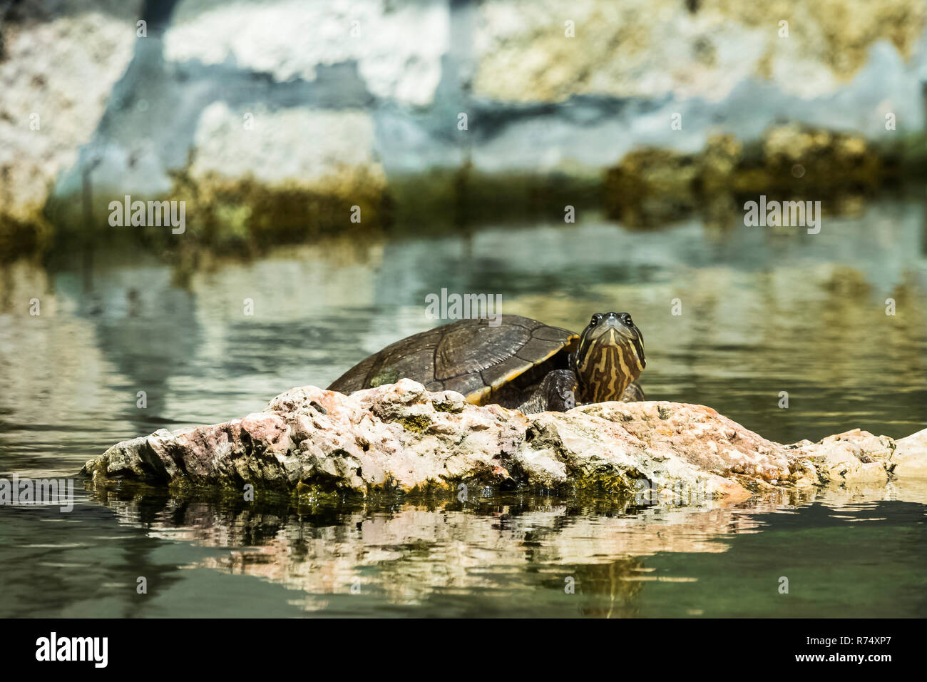 Kubanische Schieberegler (Trachemys decussata), Turtle native auf Kuba - Peninsula de Zapata Nationalpark/Zapata Sumpf, Kuba Stockfoto