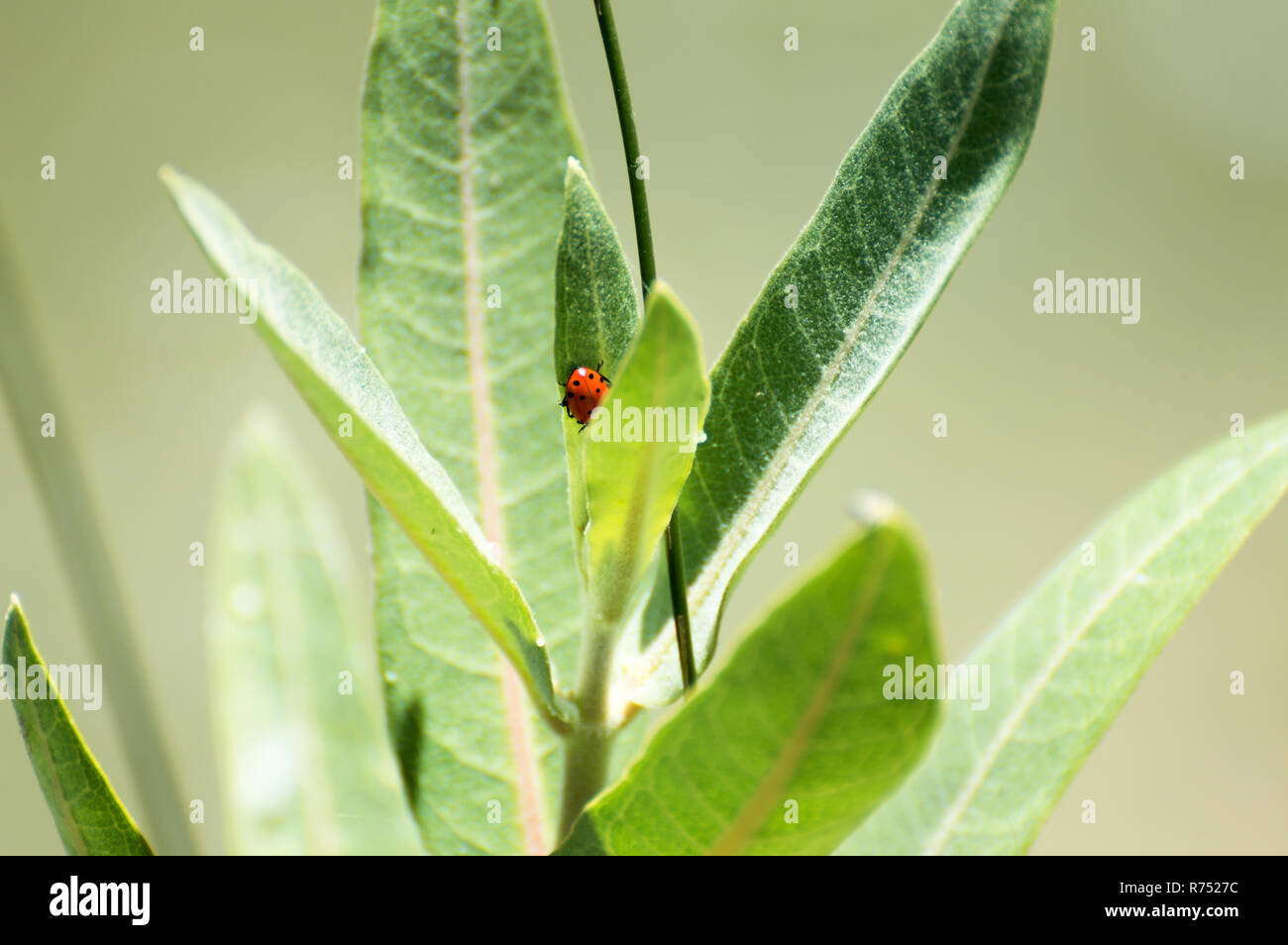 Eine rote Marienkäfer auf einem begrünten Anlage. Stockfoto