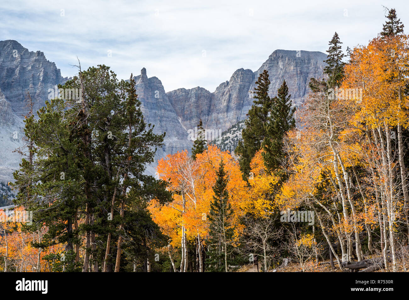 Die 13-tausend-Fuß-Wheeler Peak ist über wechselnde orange und gelbe Blätter im Herbst sichtbar. Stockfoto