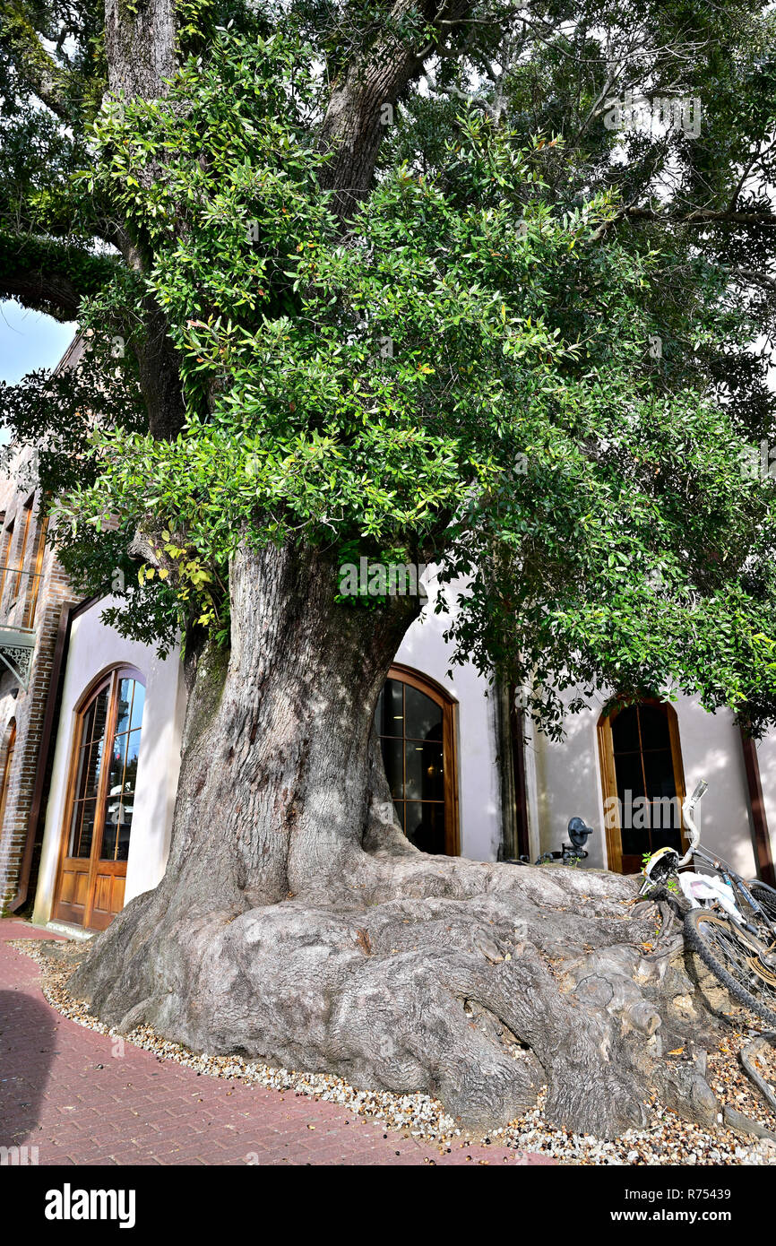 Massive oder große root-Struktur eines alten Live Oak Tree neben einem Bürgersteig in Fairhope Alabama, USA. Stockfoto