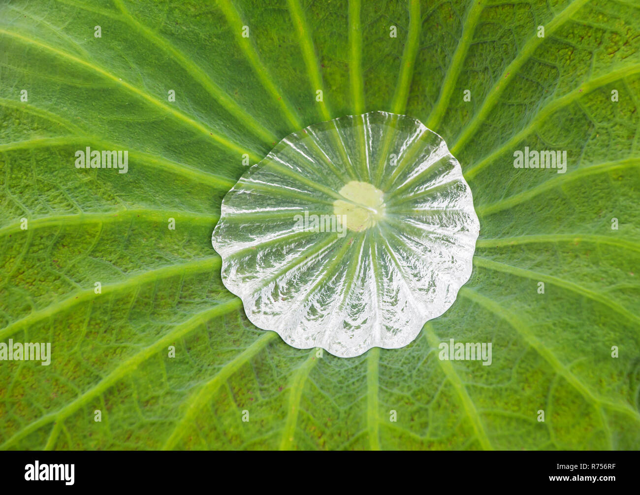 Wassertropfen auf Lotusblatt Stockfoto