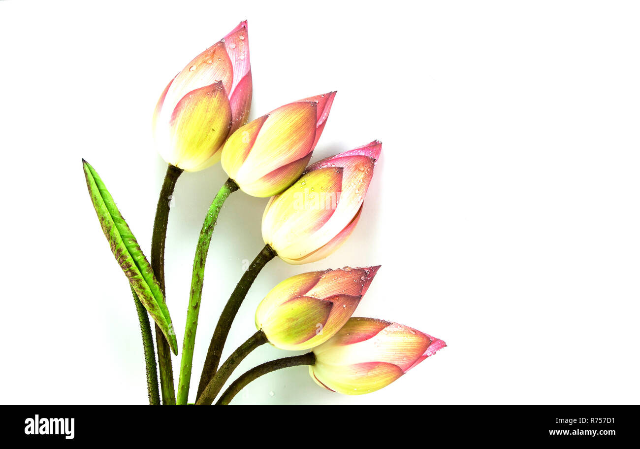 Lotus Blumen isoliert auf weißem Hintergrund Stockfoto