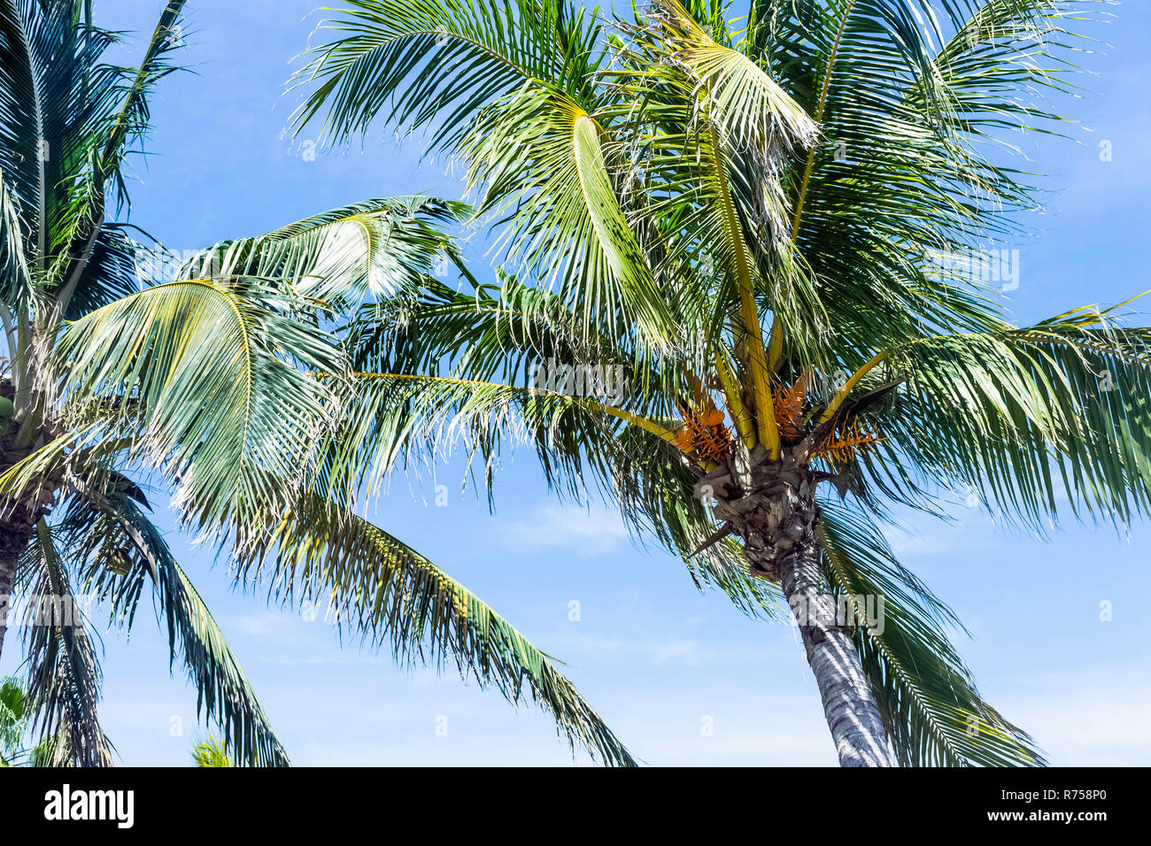 Die kubanischen Royal Palm (roystonea Regia) in Peninsula de Zapata Nationalpark/Zapata Sumpf, Kuba Stockfoto