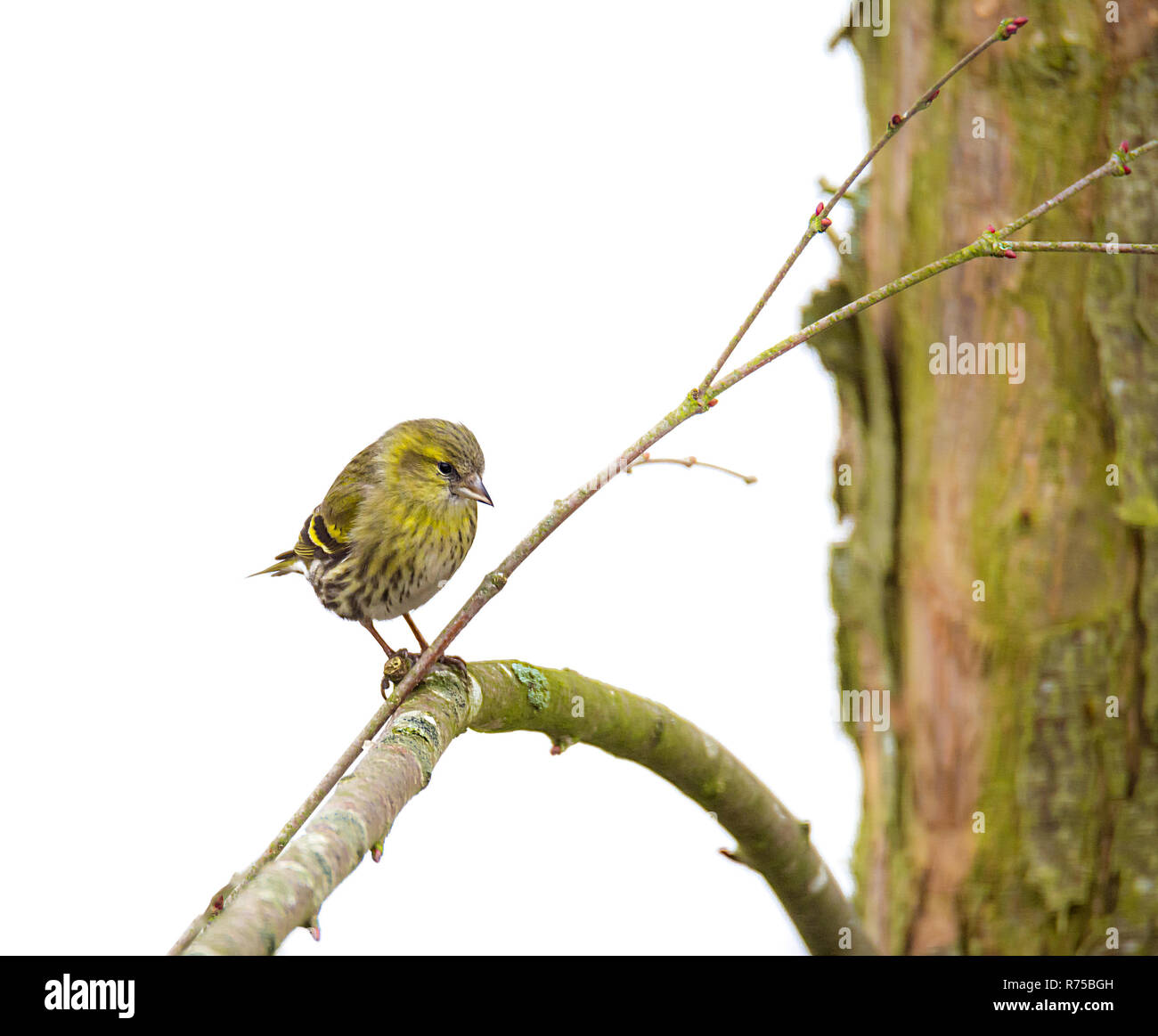 Weiblich black-headed Goldfinch Stockfoto