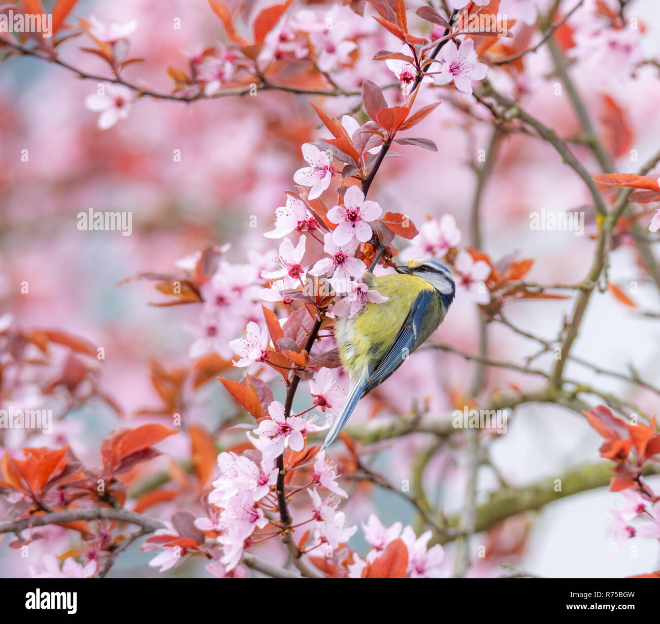 Blaumeise Vogel in einem blühenden Pflaumenbaum Stockfoto