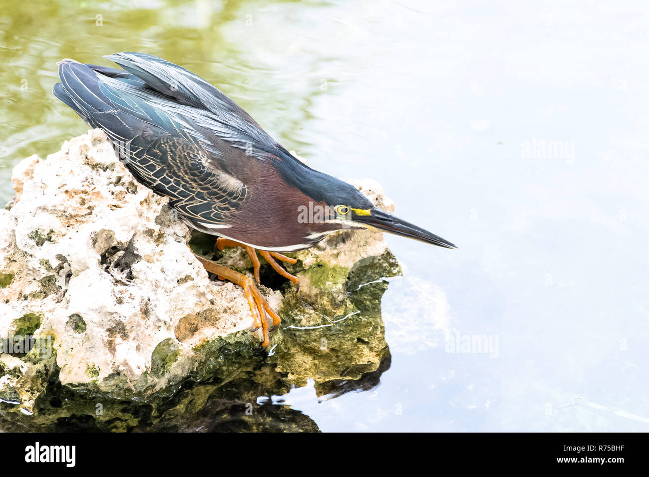 Jagd Green Heron (Butorides Virescens) - Peninsula de Zapata Nationalpark/Zapata Sumpf, Kuba Stockfoto