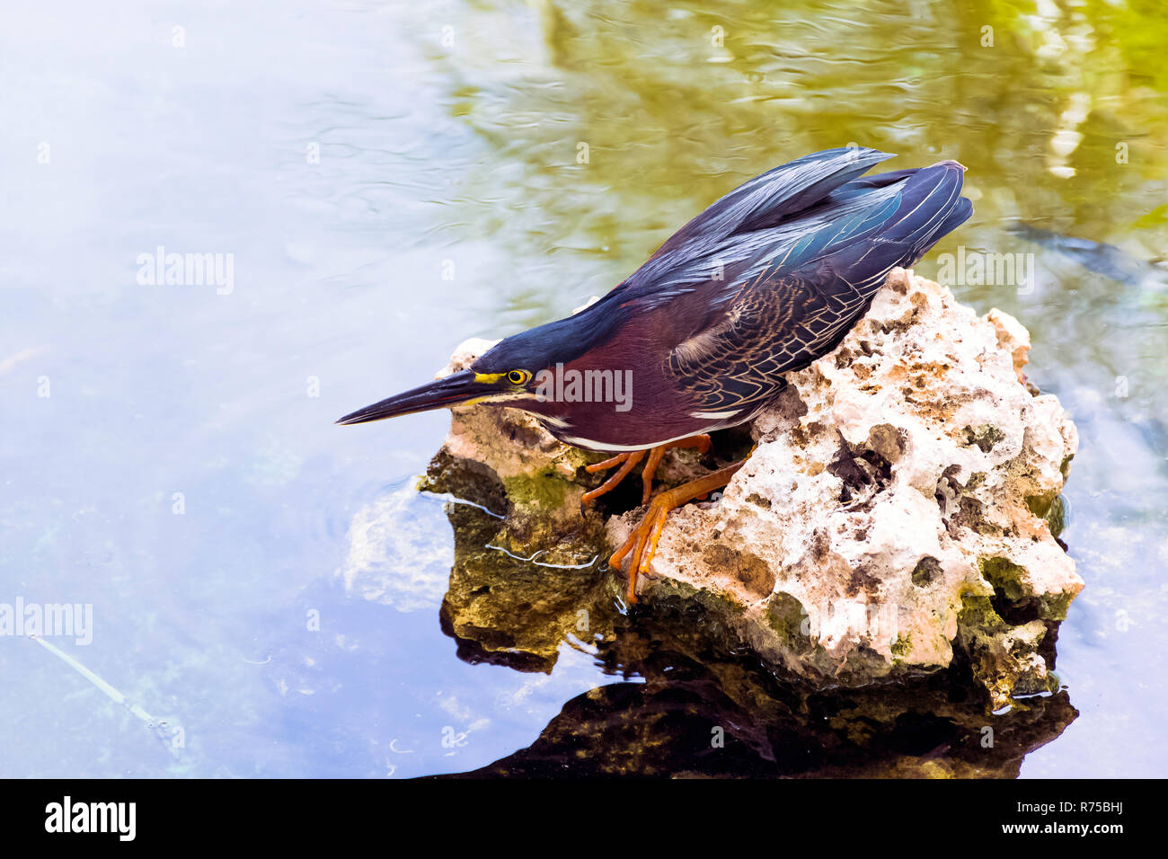 Jagd Green Heron (Butorides Virescens) - Peninsula de Zapata Nationalpark/Zapata Sumpf, Kuba Stockfoto