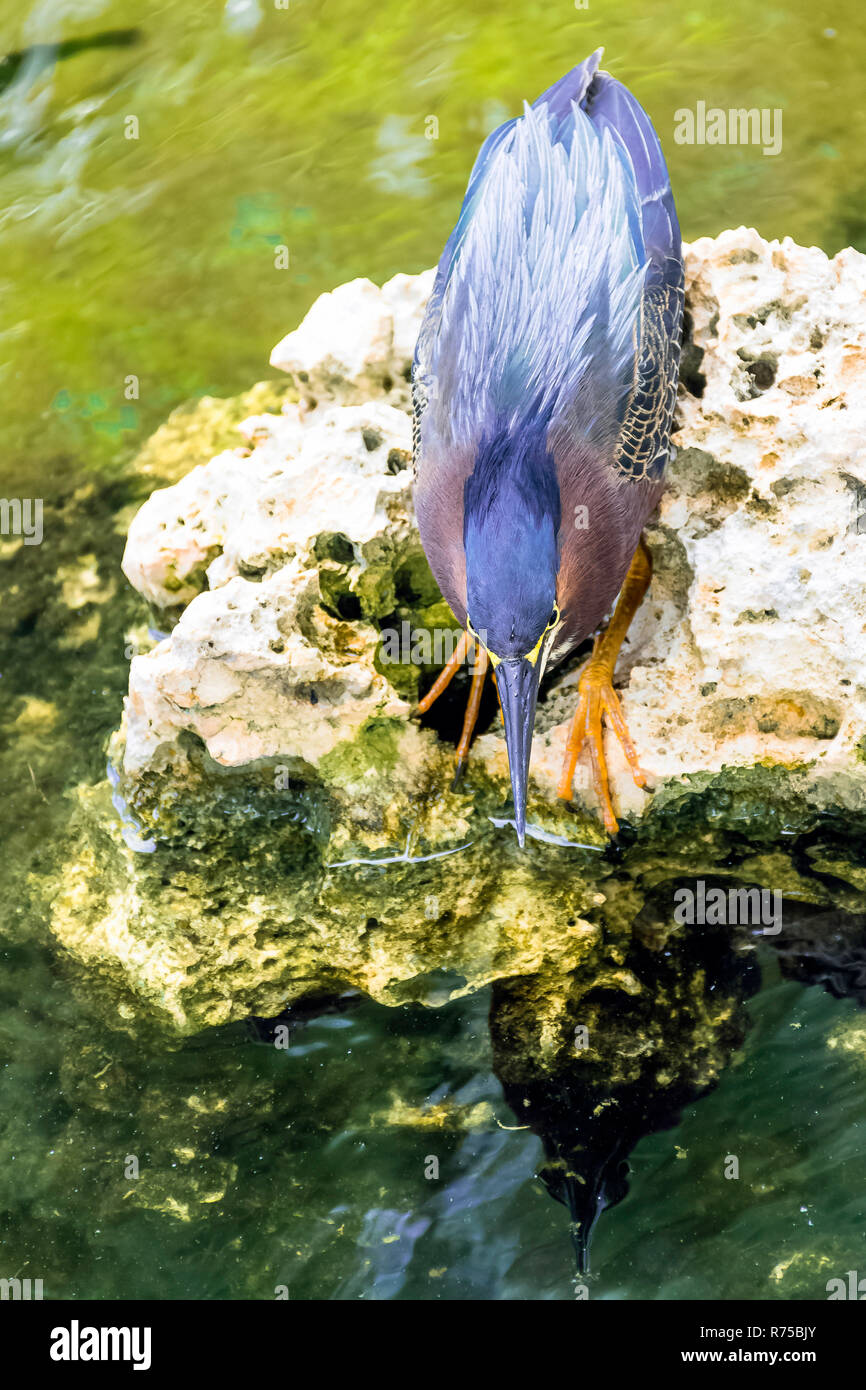 Jagd Green Heron (Butorides Virescens) - Peninsula de Zapata Nationalpark/Zapata Sumpf, Kuba Stockfoto