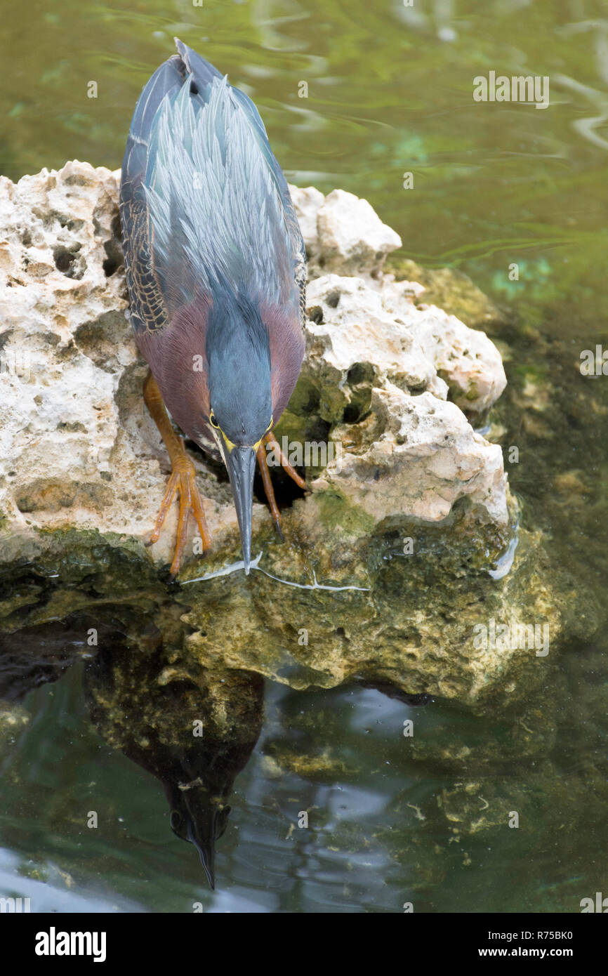 Jagd Green Heron (Butorides Virescens) - Peninsula de Zapata Nationalpark/Zapata Sumpf, Kuba Stockfoto