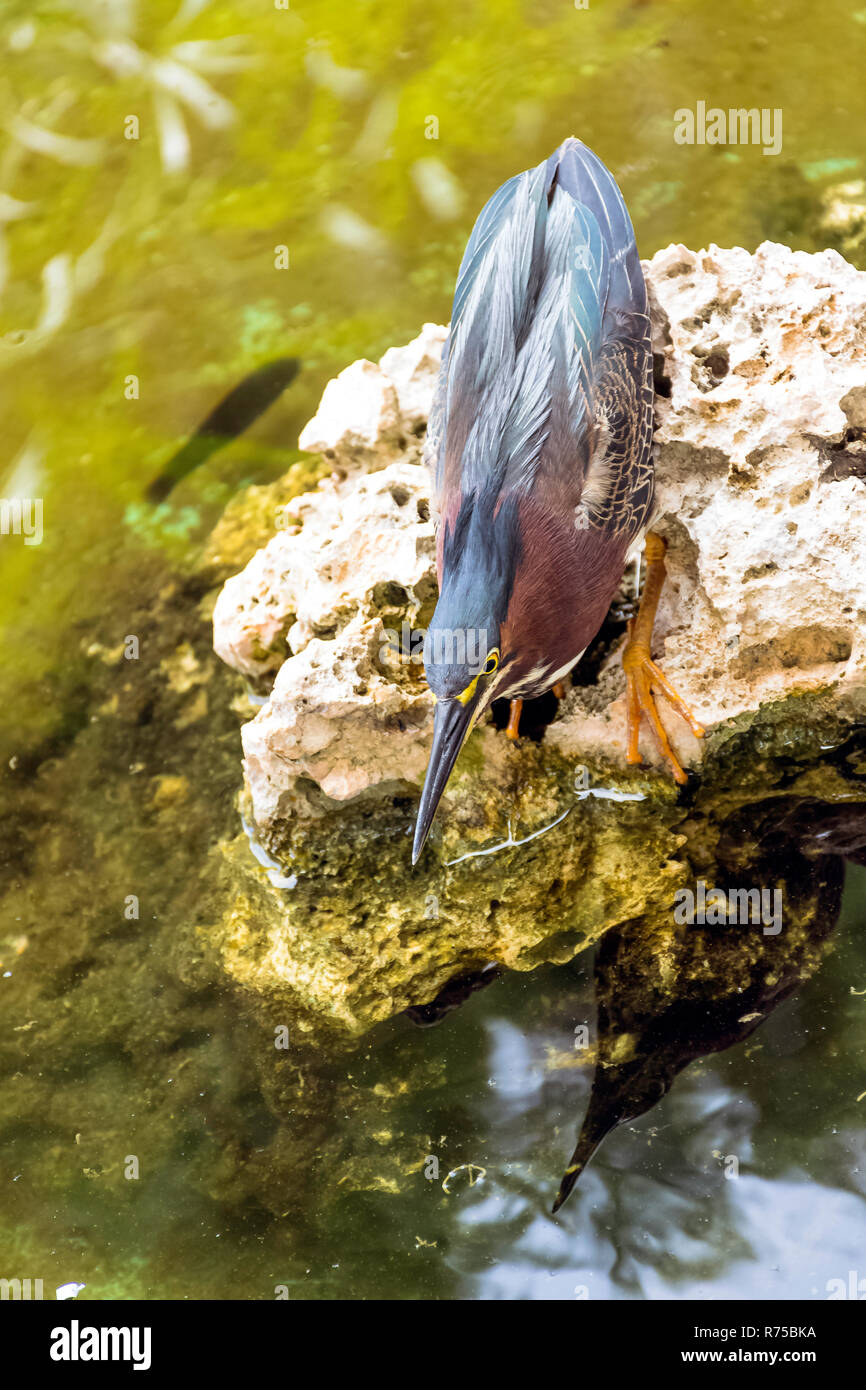 Jagd Green Heron (Butorides Virescens) - Peninsula de Zapata Nationalpark/Zapata Sumpf, Kuba Stockfoto