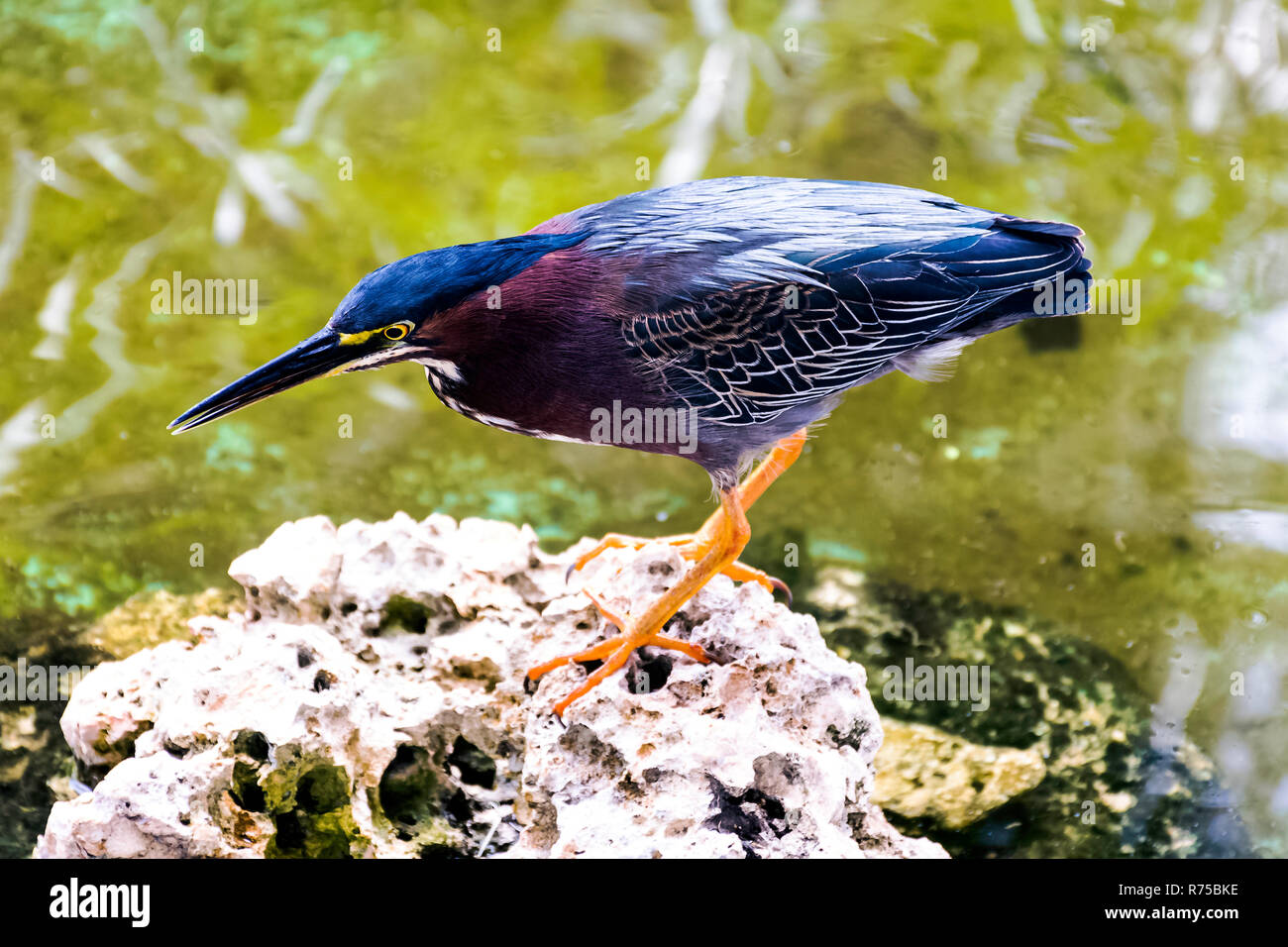 Jagd Green Heron (Butorides Virescens) - Peninsula de Zapata Nationalpark/Zapata Sumpf, Kuba Stockfoto