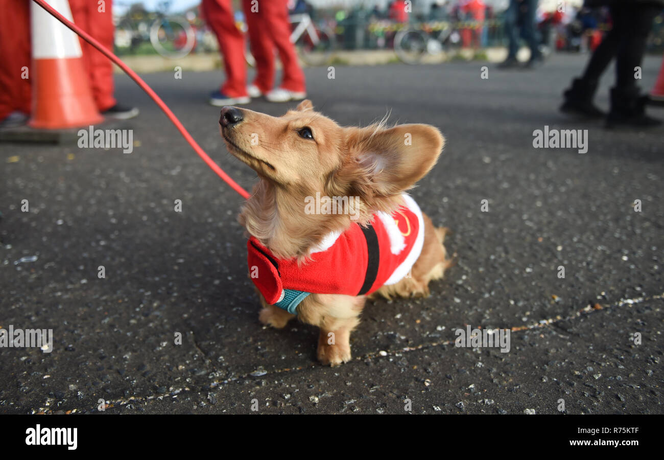 Brighton, Sussex, UK. 08. Dezember 2018. Keks der Hund hat Probleme mit seinen Ohren im Wind, wie er an den jährlichen Brighton Santa Dash nimmt entlang der Küste von Hove, Geld für die lokale Rockinghorse Nächstenliebe. Rockinghorse ist ein Brighton-basierte Nächstenliebe, unterstützt Kinder in Sussex seit über 50 Jahren. Foto: Simon Dack/Alamy leben Nachrichten Stockfoto
