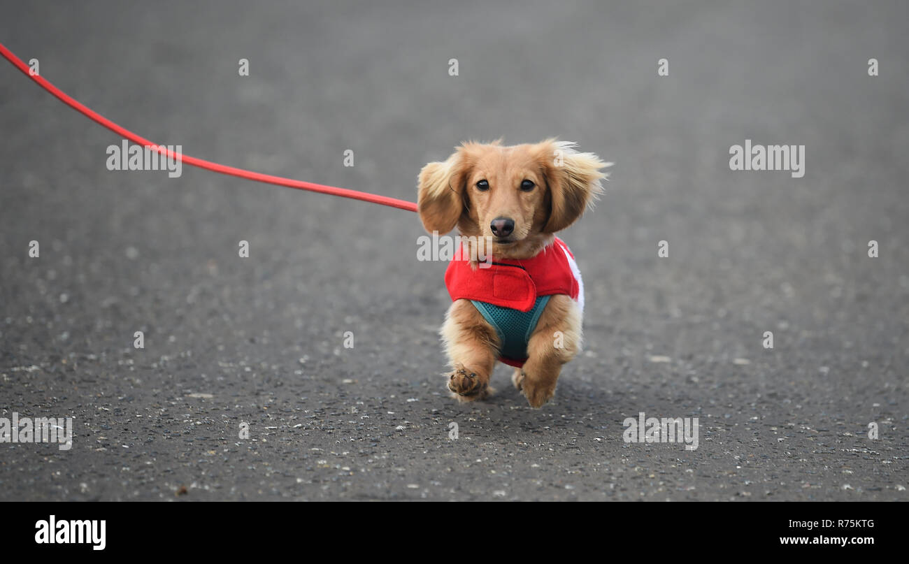 Brighton, Sussex, UK. 08. Dezember 2018. Keks der Hund hat Probleme mit seinen Ohren im Wind, wie er an den jährlichen Brighton Santa Dash nimmt entlang der Küste von Hove, Geld für die lokale Rockinghorse Nächstenliebe. Rockinghorse ist ein Brighton-basierte Nächstenliebe, unterstützt Kinder in Sussex seit über 50 Jahren. Foto: Simon Dack/Alamy leben Nachrichten Stockfoto