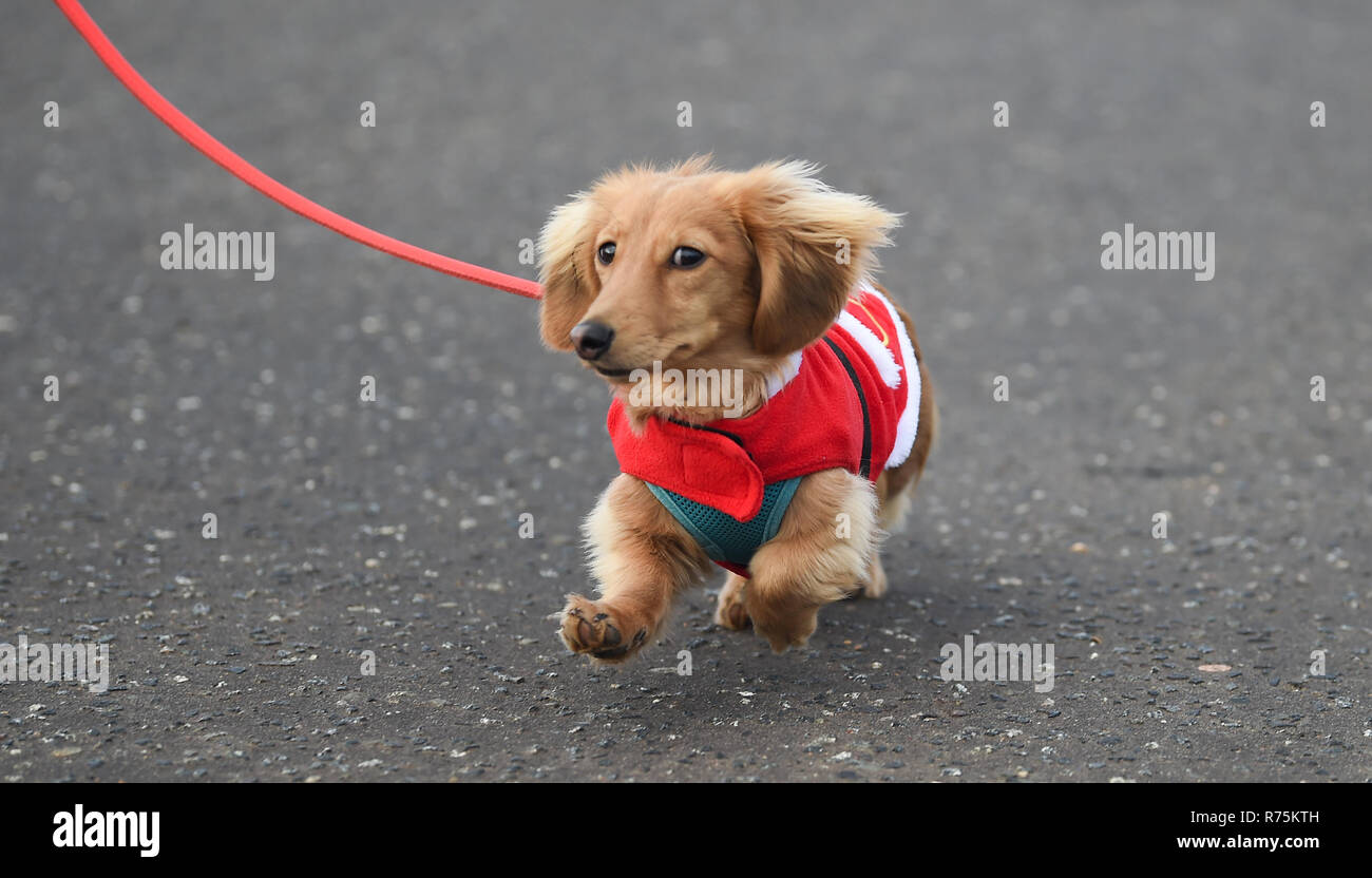 Brighton, Sussex, UK. 08. Dezember 2018. Keks der Hund hat Probleme mit seinen Ohren im Wind, wie er an den jährlichen Brighton Santa Dash nimmt entlang der Küste von Hove, Geld für die lokale Rockinghorse Nächstenliebe. Rockinghorse ist ein Brighton-basierte Nächstenliebe, unterstützt Kinder in Sussex seit über 50 Jahren. Foto: Simon Dack/Alamy leben Nachrichten Stockfoto