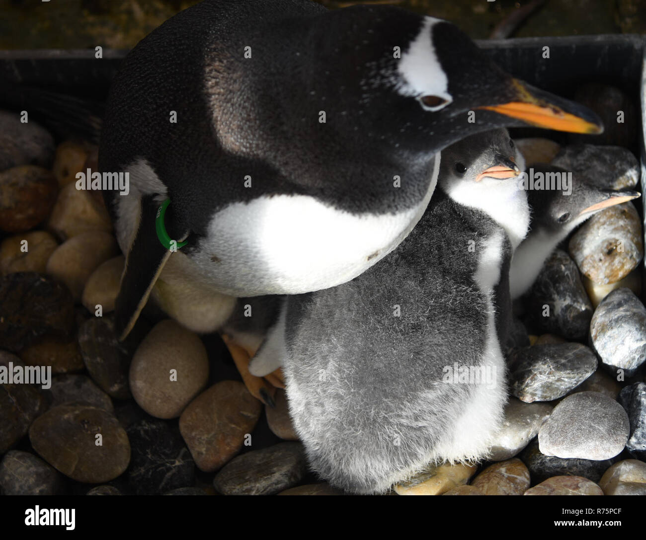 Harbin, Provinz Heilongjiang, China. 8. Dezember, 2018. Ein erwachsener Pinguin bleibt mit ihren Babys in der Harbin Polarland in Harbin, der Hauptstadt der Provinz Heilongjiang im Nordosten Chinas, Dez. 8, 2018. Der polar-themed Park hat eine neue Reihe der Pinguine brüten vor kurzem. Quelle: Cao Jiyang/Xinhua/Alamy leben Nachrichten Stockfoto