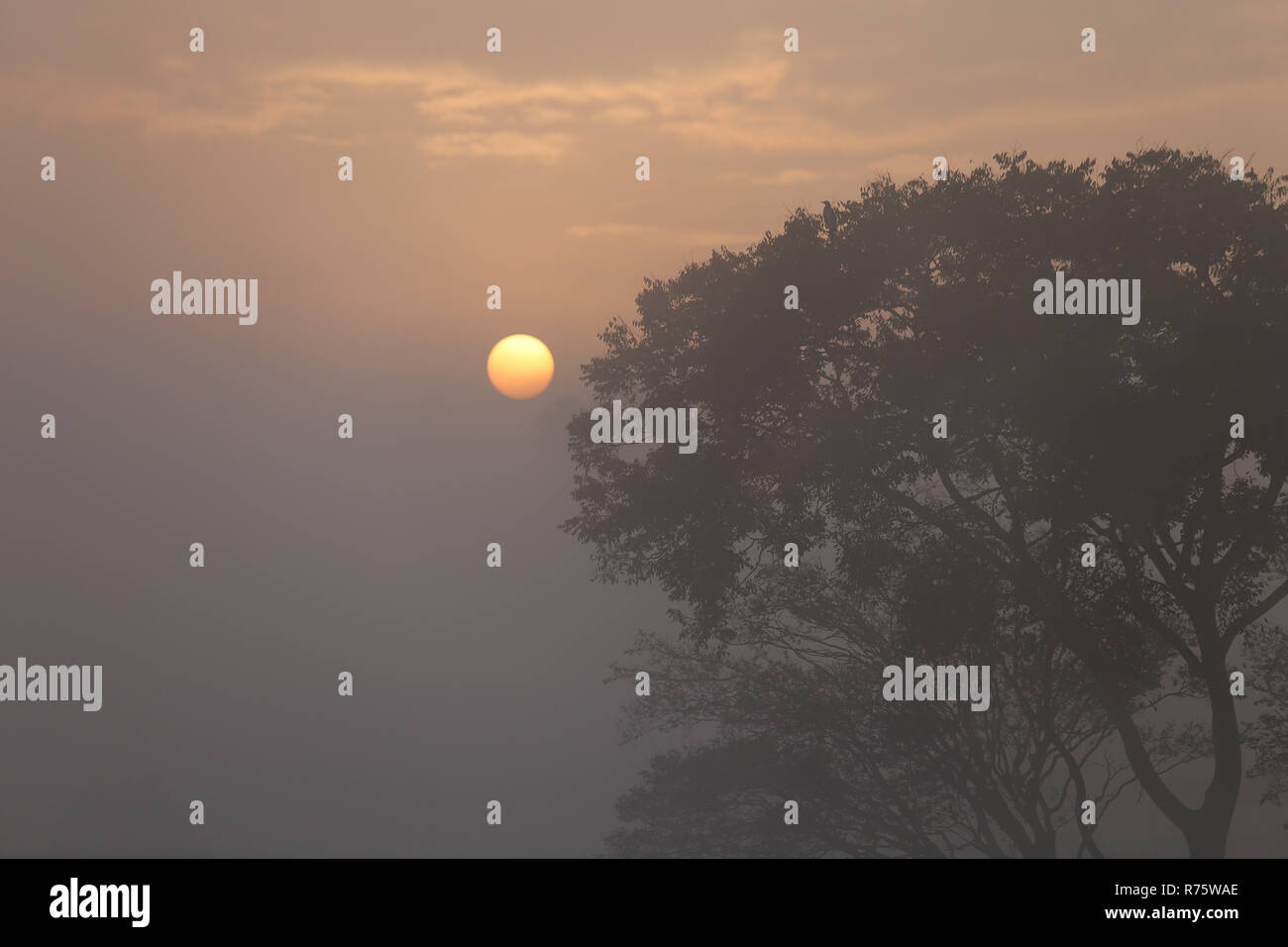 Kathmandu, Nepal. 8. Dezember, 2018. Sonnenaufgang Blick auf die Taudaha Feuchtgebiet See auf der nebligen Morgen. Der Kormoran ist Mitglied der Kormoran Familie von Seevögeln, und wandert von Norden nach Süden für den Winter jedes Jahr. Credit: Sunil Pradhan/SOPA Images/ZUMA Draht/Alamy leben Nachrichten Stockfoto