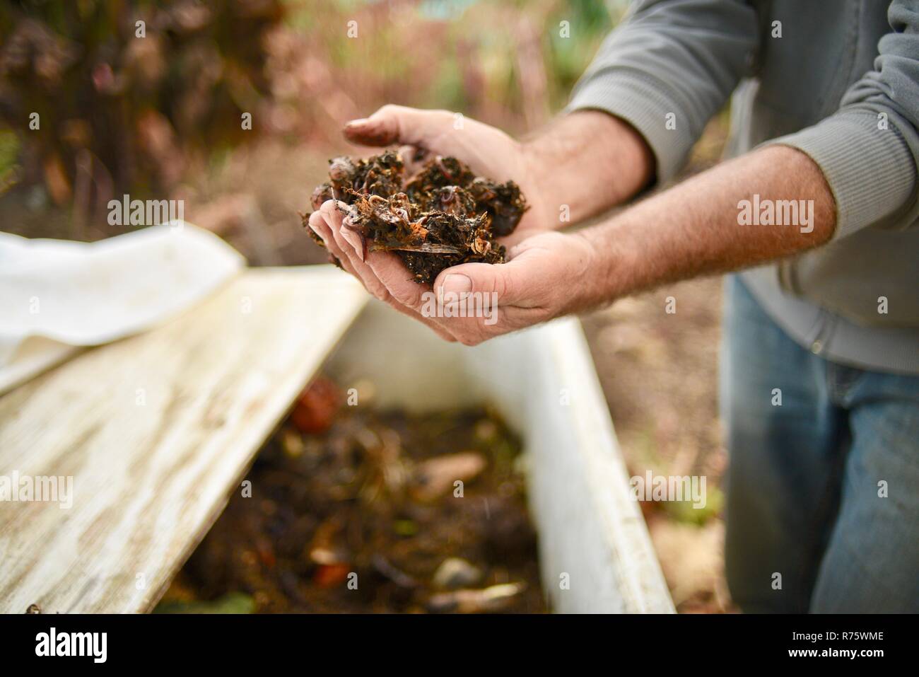 In der Nähe der Hände des Menschen auf biologisch-dynamischen Bauernhof nächste Fach Holding eine Handvoll Würmer zu Kompost und kompostierte Erde bei DaVero Winery, in Healdsburg, CA, USA Stockfoto