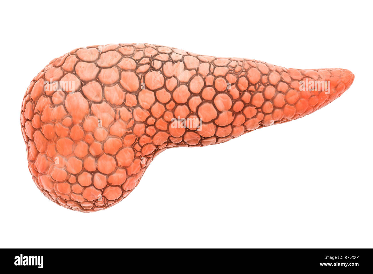 Pankreas Organ des Menschen, 3D-Rendering auf weißem Hintergrund Stockfoto