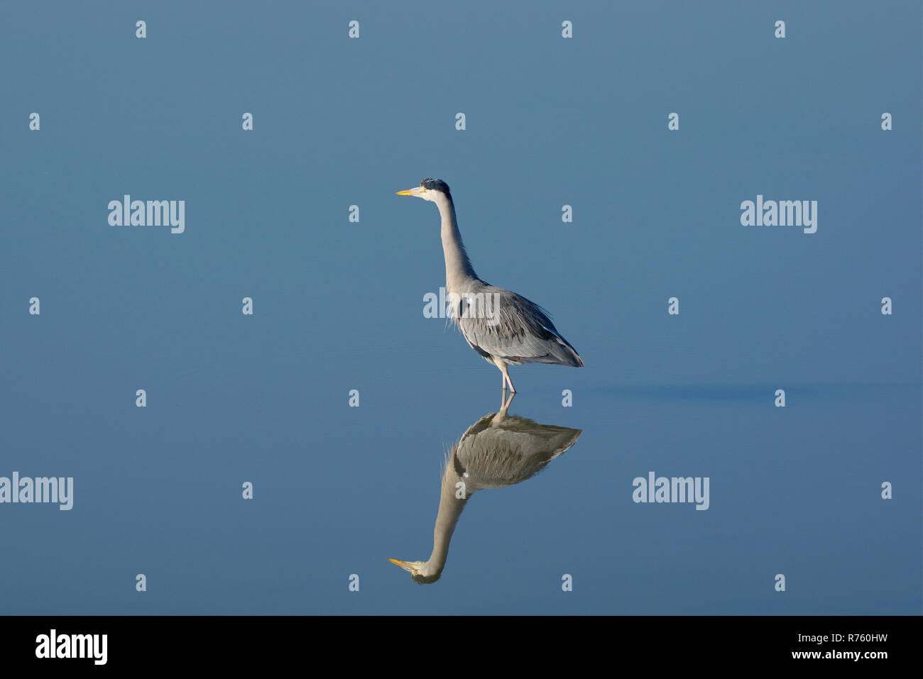 Spiegelbild einer Heron auf einem See am Steart Sümpfe Nature Reserve Somerset Uk Stockfoto