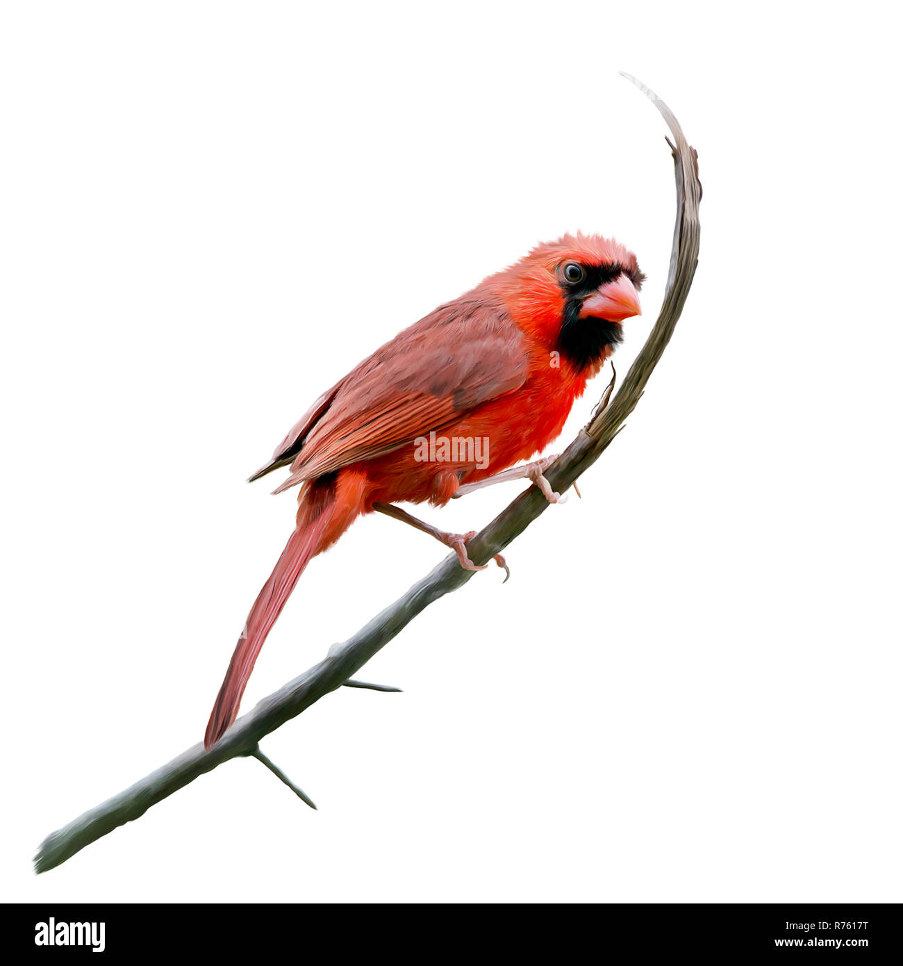 Männliche nördlichen Kardinal Aquarell Stockfoto