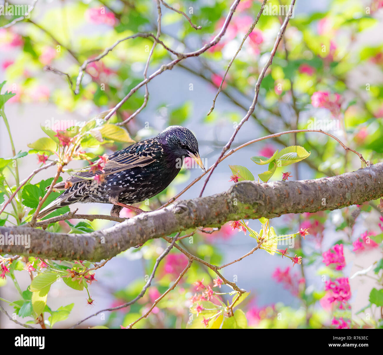 Starling Vogel sitzt auf einem Ast Stockfoto