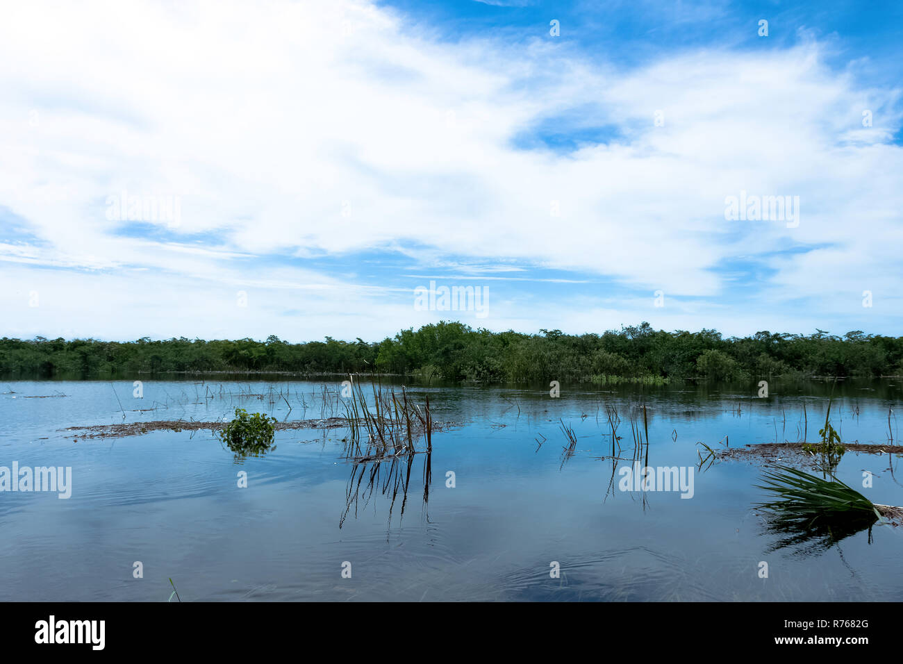 Kubanische Sumpf - Peninsula de Zapata Nationalpark/Zapata Sumpf, Kuba Stockfoto