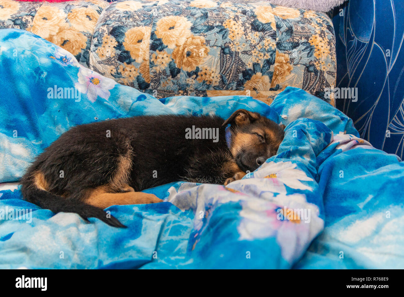 Cute Deutscher Schäferhund Welpen im Haus die Erforschung der Welt Stockfoto