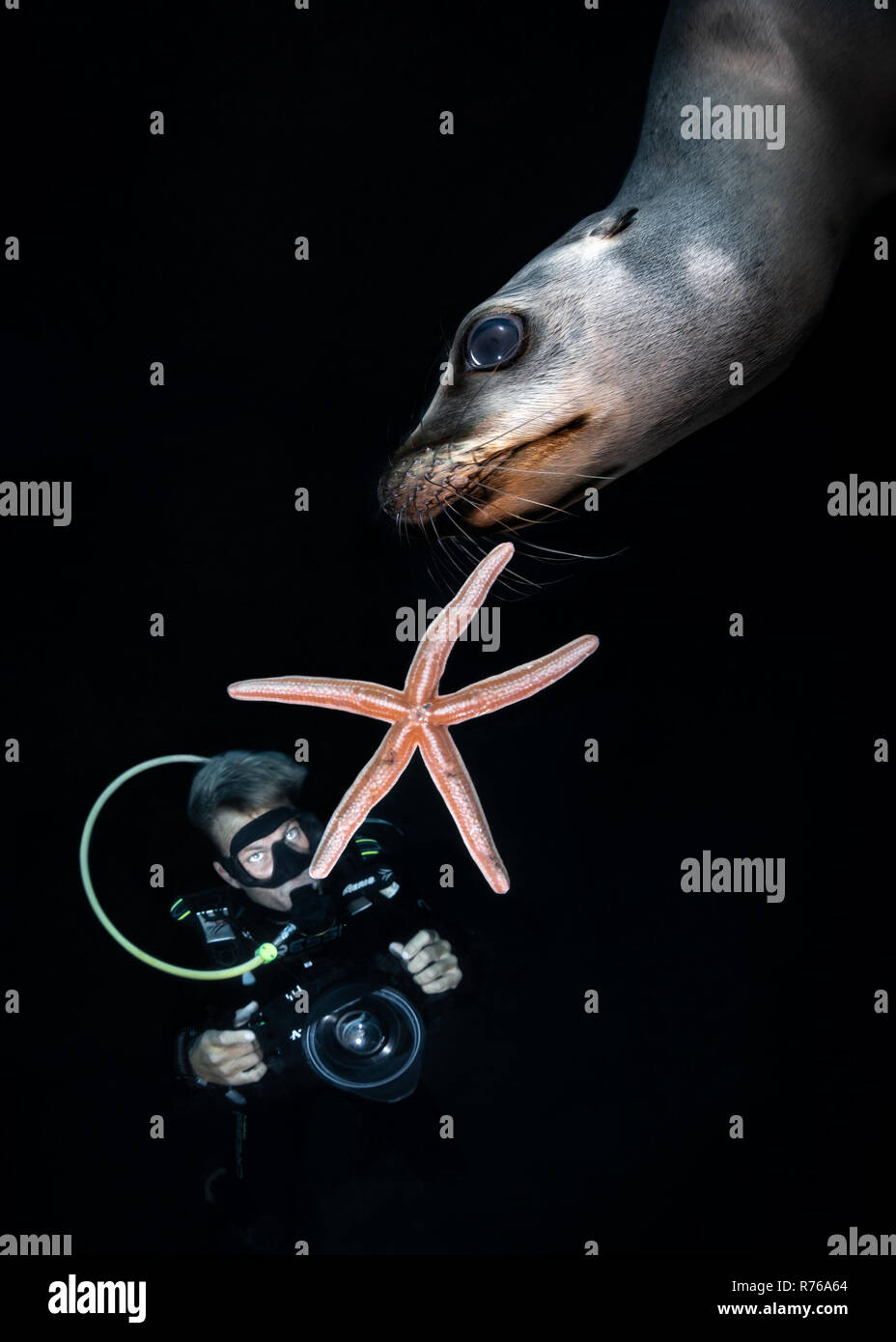 Unterwasser Fotograf, der sich an der California Sea Lion und Sea Star, Los Islotes, La Paz, Baja California Sur, Mexiko (zalophus californianus) Stockfoto