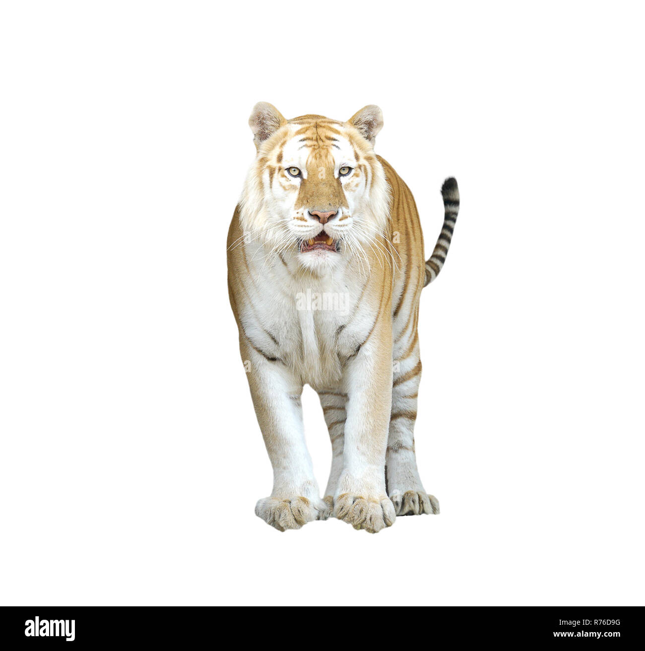 Golden Tabby Tiger oder Erdbeere Tiger Stockfoto