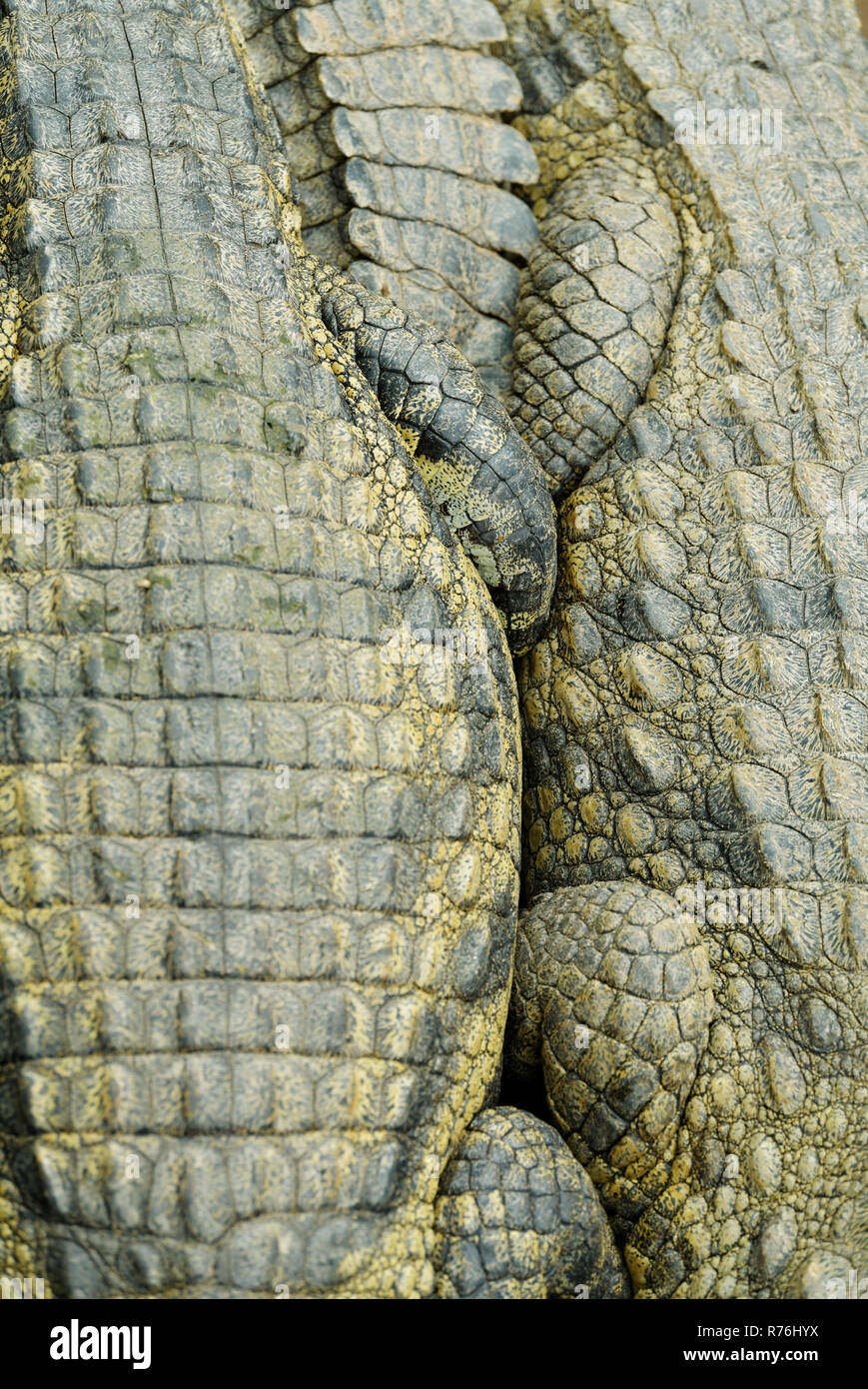 Formen und Formen der erwachsenen Nilkrokodile, Crocodylus niloticus, liegen dicht beieinander im persönlichen Raum, KwaZulu-Natal, Südafrika Stockfoto