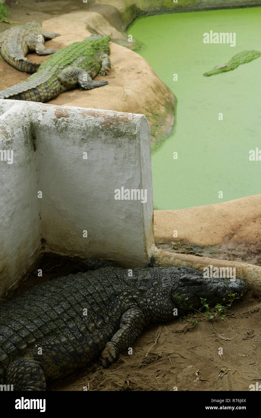 Durban, KwaZulu-Natal, Südafrika, erwachsene Frau, Zucht, Nilkrokodil, Crocodylus niloticus, Eier Bewachung in bruteier Pen, Croc Farm Gehäuse Stockfoto