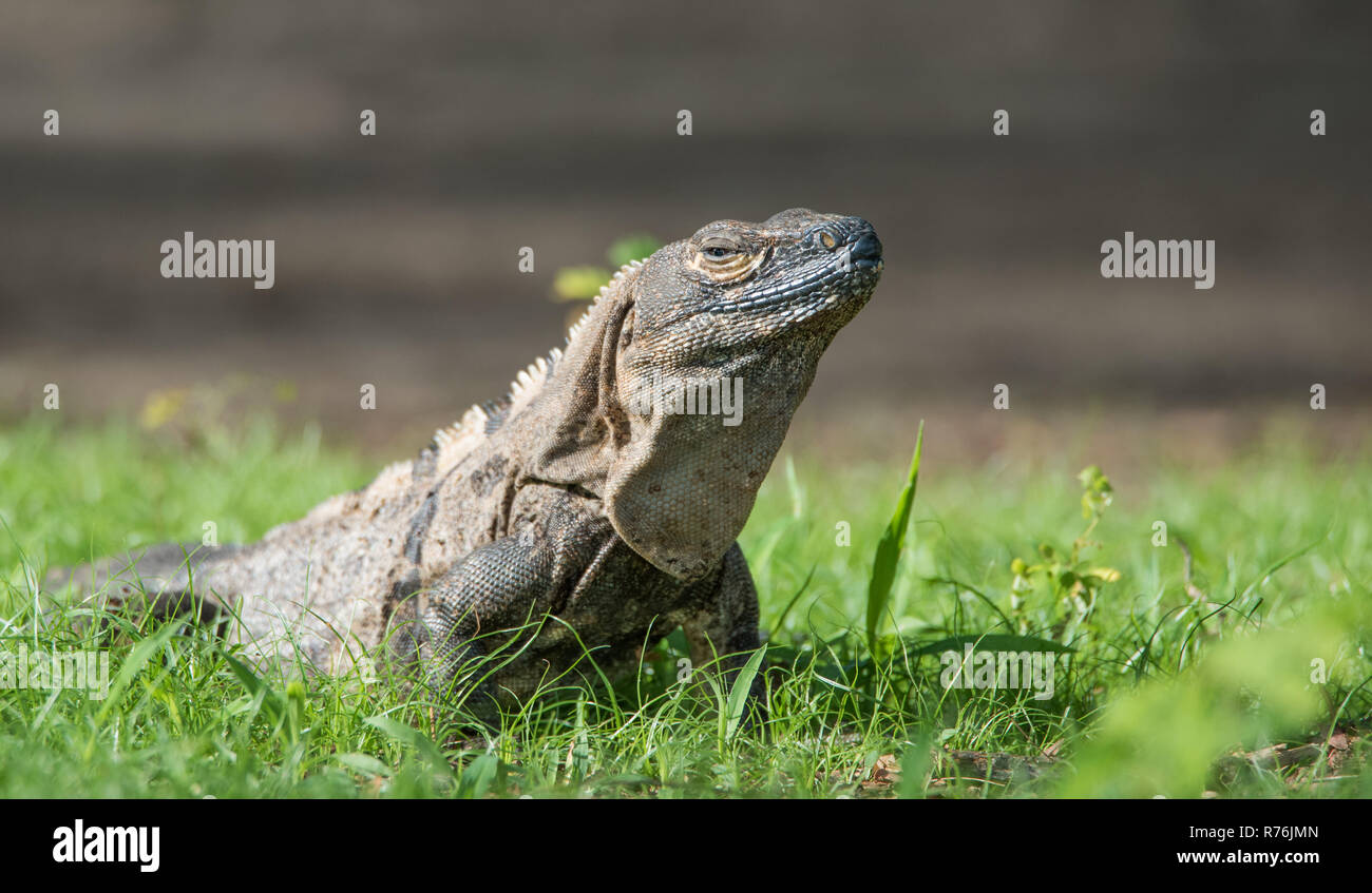 Sleepy Großer Schwarzer Leguan (Ctenosaura Imilis) sonnen sich in einer Wiese. Stockfoto