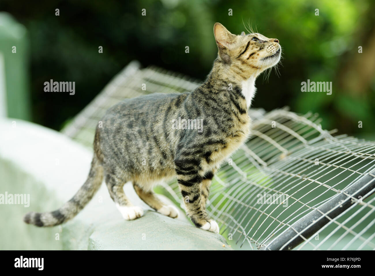 Tabby Katze, süß alleinstehenden Haus Katze, felis domesticus, an der Wand schaut nachdenklich in den Raum mit den neugierigen Ausdruck locker stehend Stockfoto