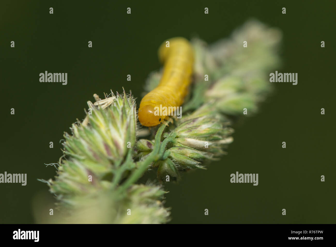 Caterpillar der Feder cross-winged wingman Stockfoto