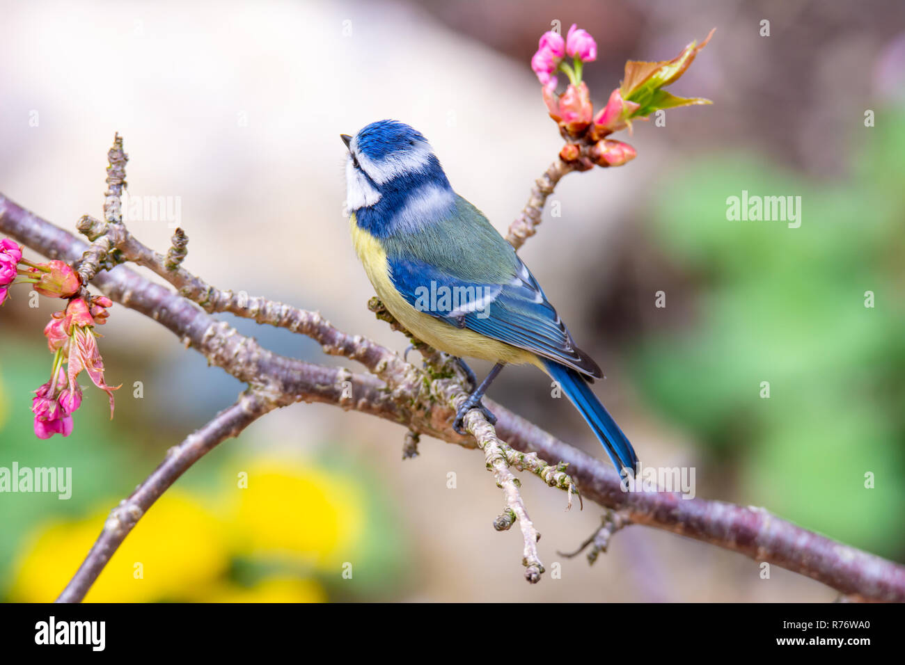 Blaumeise Vogel in einem Kirschbaum Stockfoto