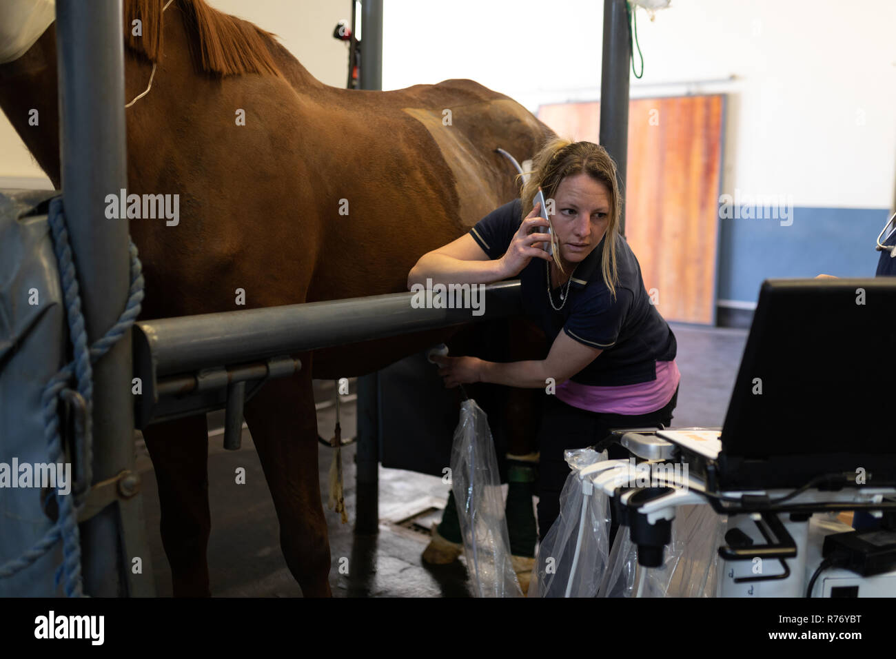 Weibliche Chirurg Prüfung ein Pferd im Krankenhaus Stockfoto