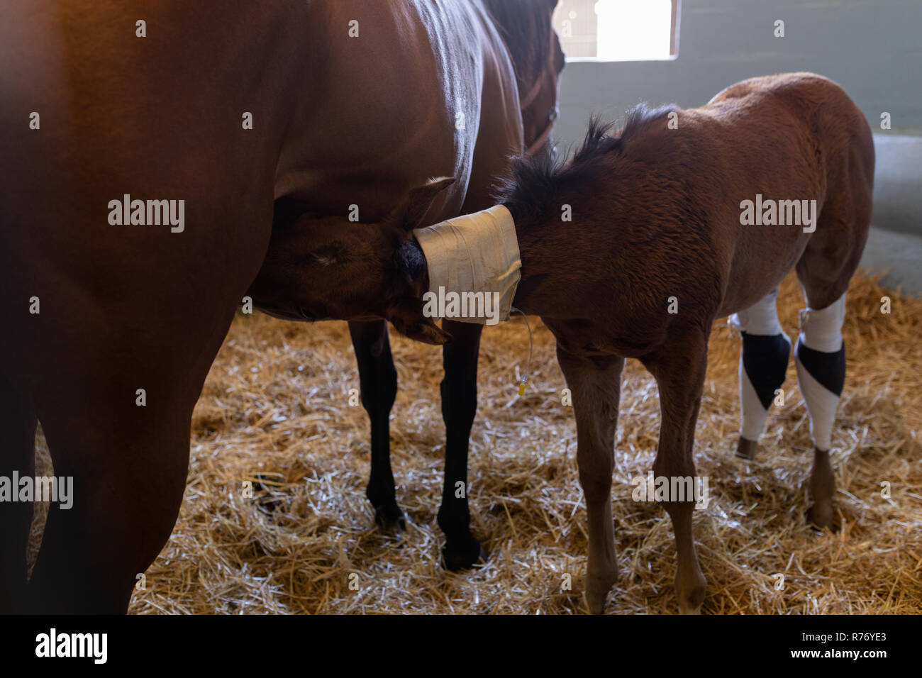 Pferd Fütterung Milch im Krankenhaus Fohlen Stockfoto