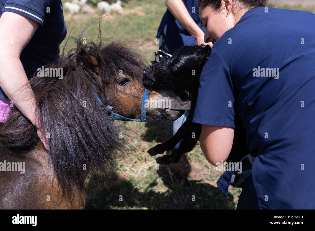 Medizinische teams Holding ein junges Pferd in der Farm Stockfoto