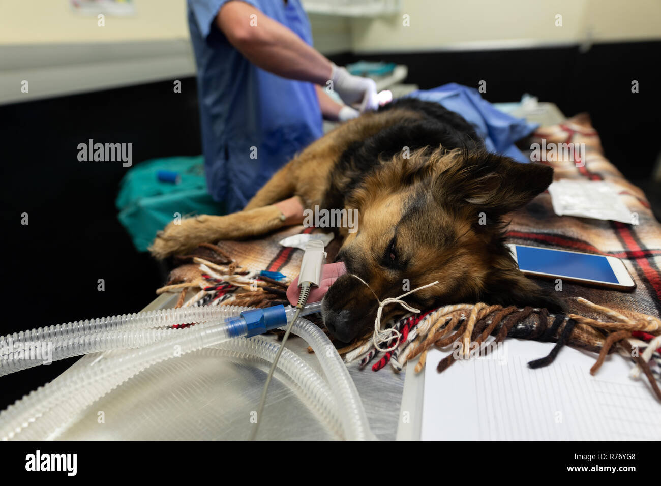 Chirurgen, die ein Hund in Betrieb Theater Stockfoto