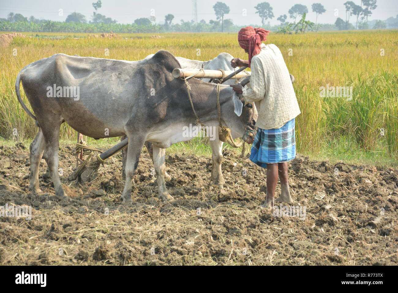 Eine indische Bauern sich anschickt, seine Ochsen zu pflügen, sein Feld zu pflügen, Land von Seite schließen aufgenommen mit Reisfeldern im Hintergrund Stockfoto