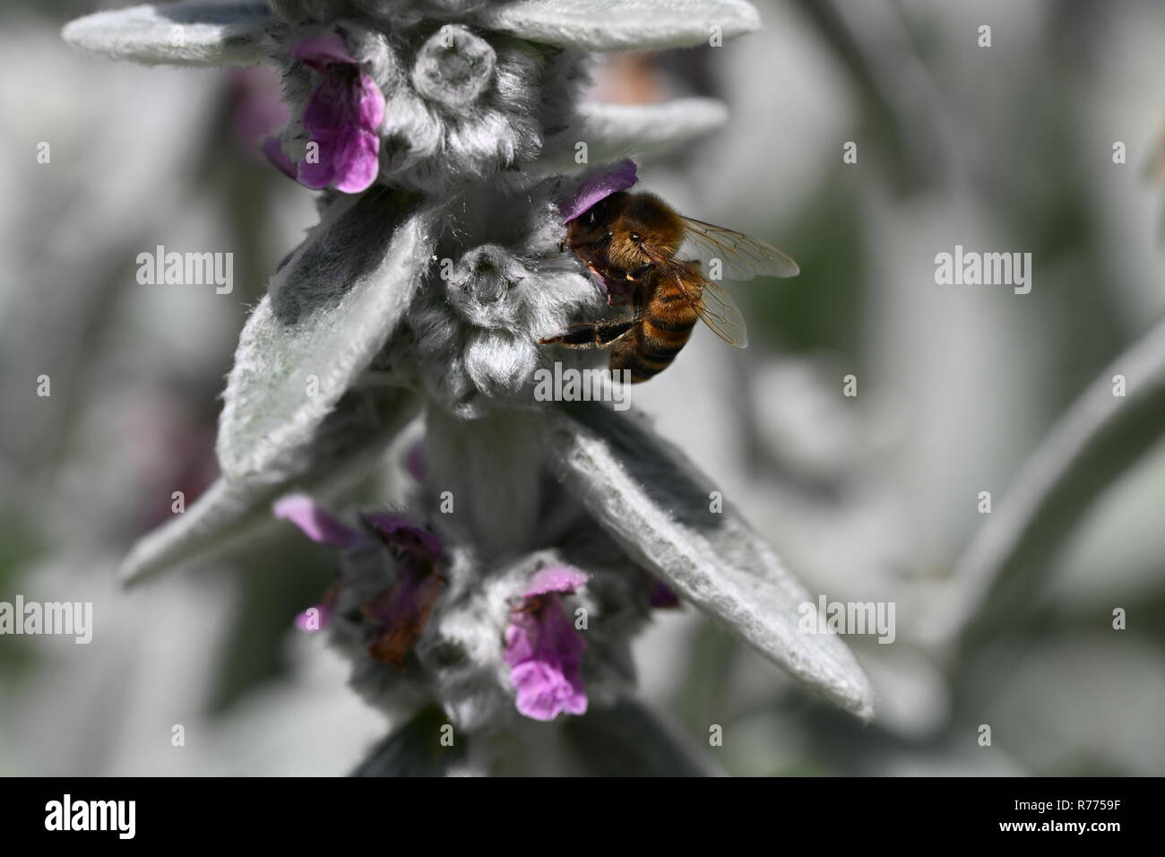 Biene-Makro Stockfoto