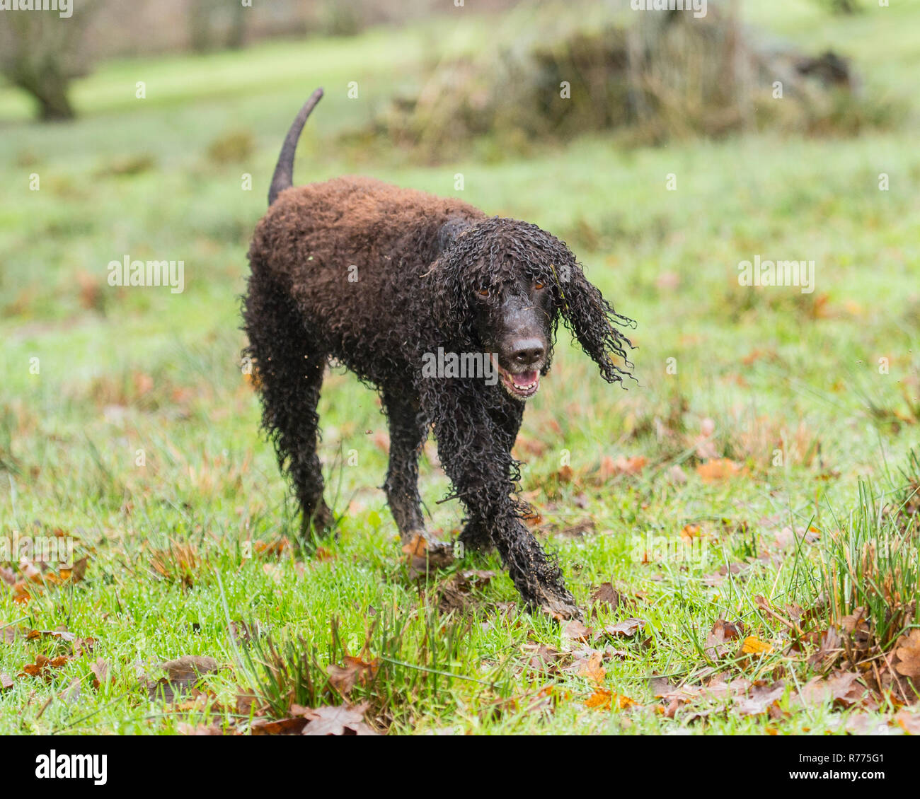 Irish Water Spaniel hund Stockfoto