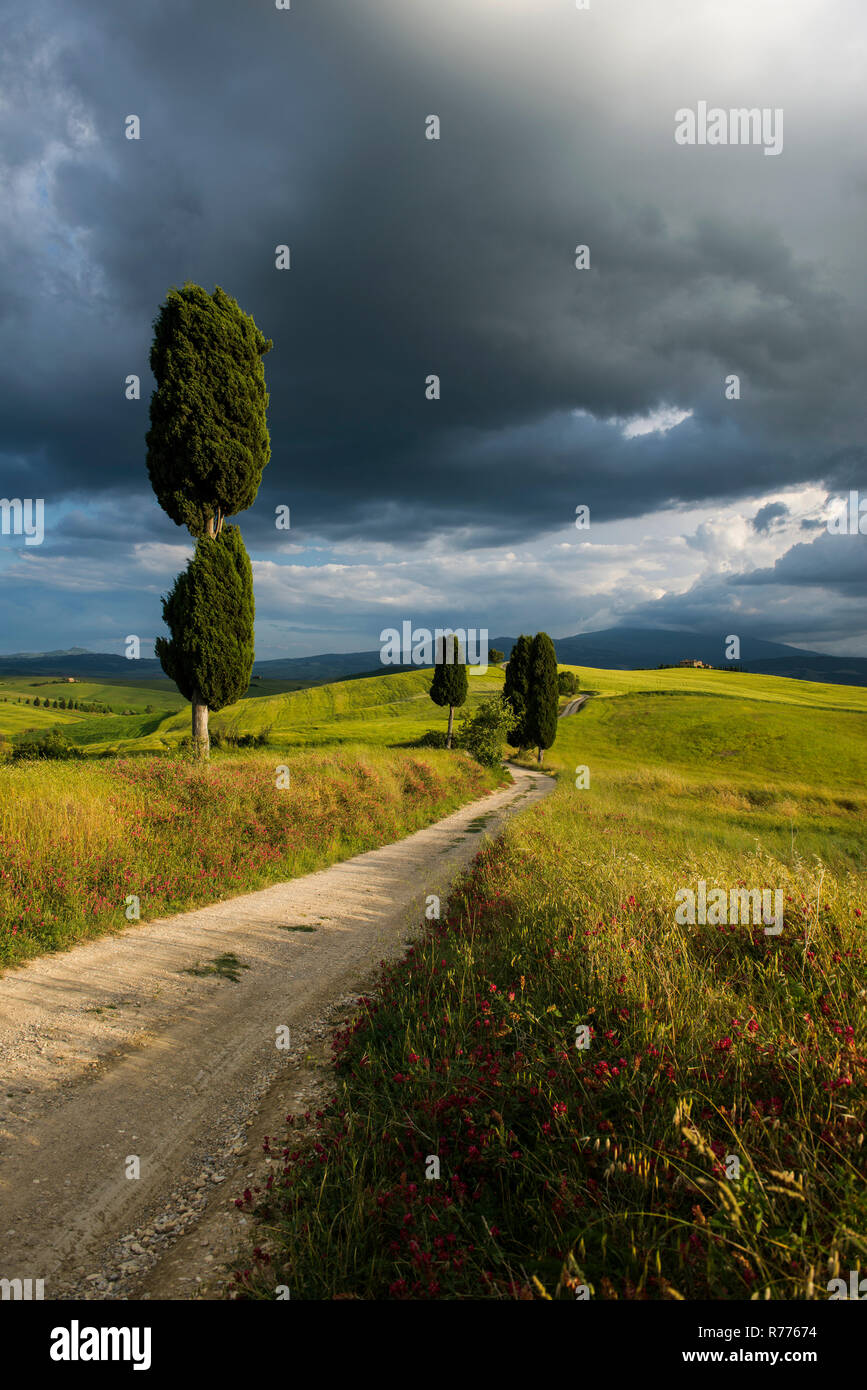 Landschaft mit ländlichen Straße, in der Nähe von Pienza, Val d'Orcia, in der Provinz von Siena, Toskana, Italien Stockfoto