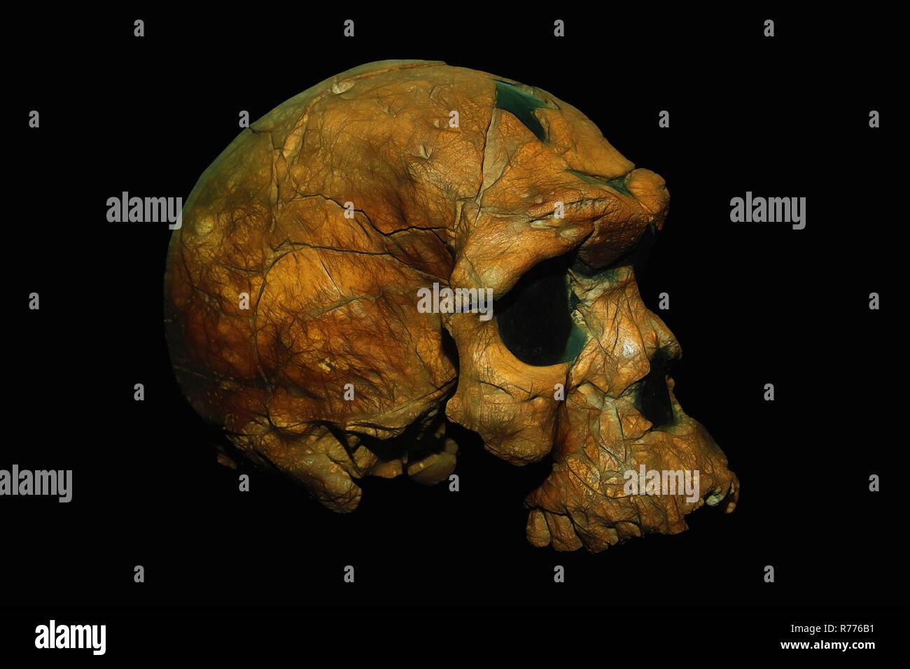 Älteste bekannte Schädel eines Homo sapiens, fossile BOU-VP 16-1 Herto cranium, National Museum von Äthiopien, Addis Abeba, Äthiopien Stockfoto