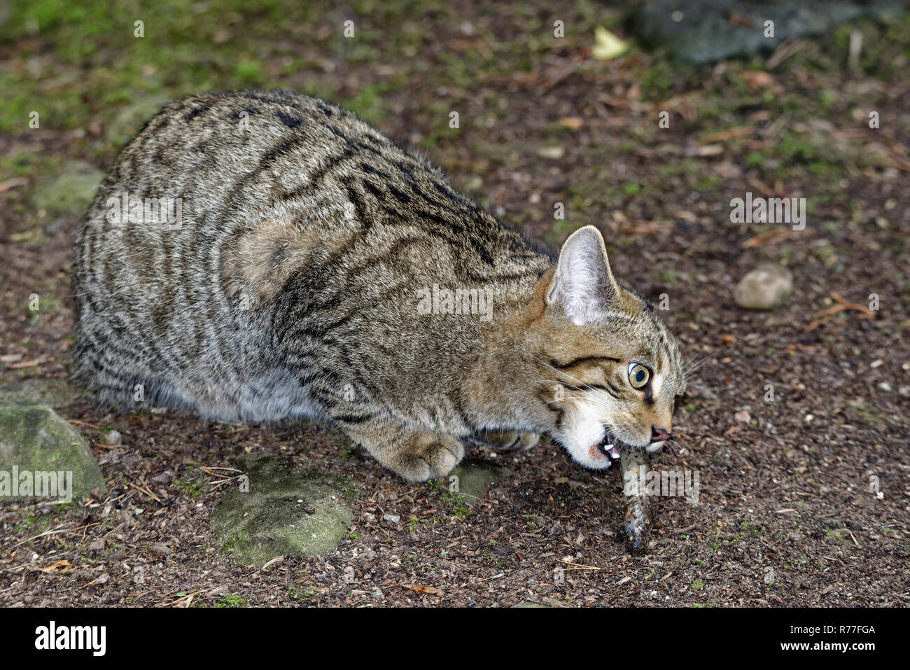 Schottische Wildkatze - Felis silvestris Gefährdete Katze der Schottischen Highlands (Captive) Stockfoto