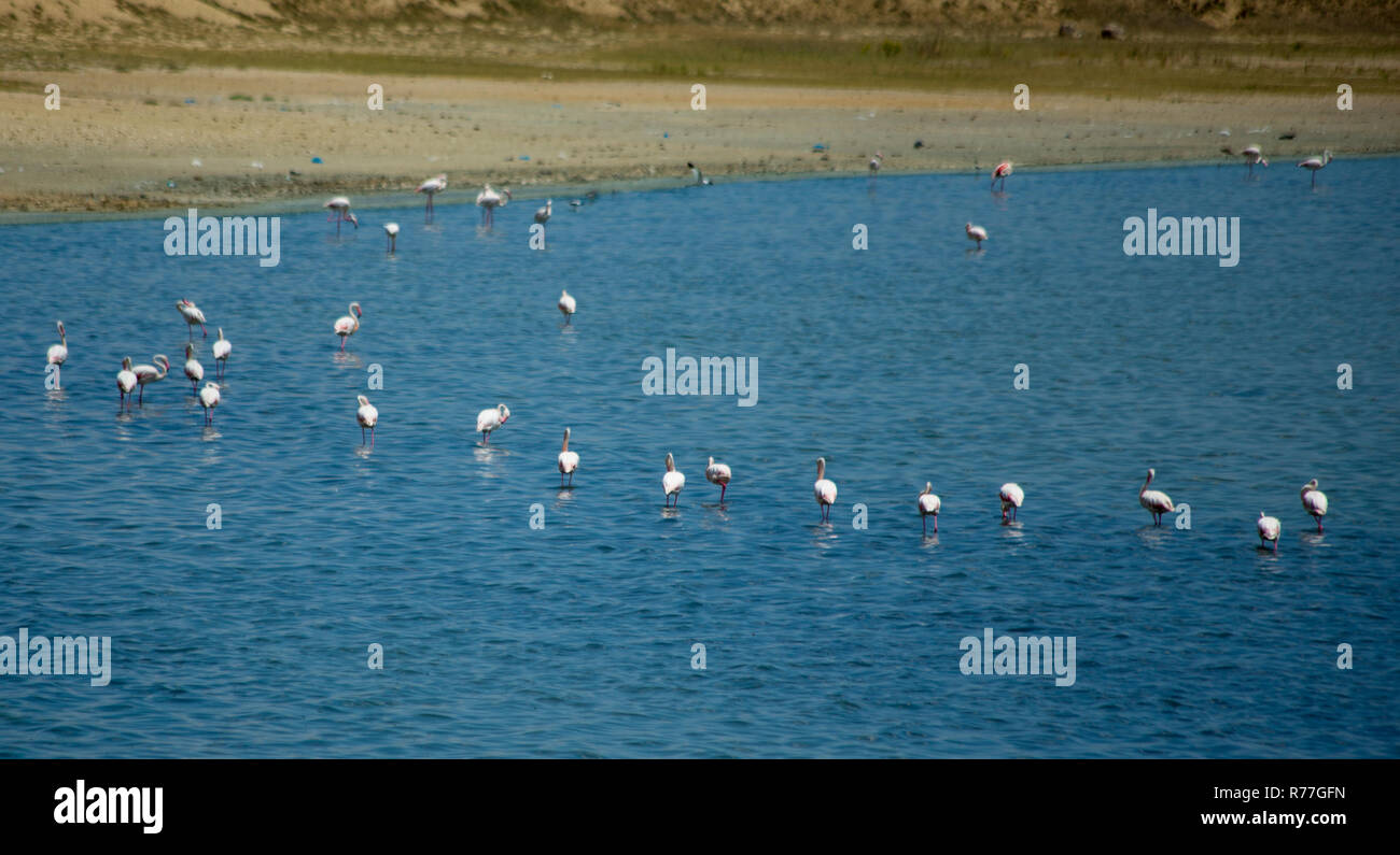 Flamingos im Salzsee Stockfoto
