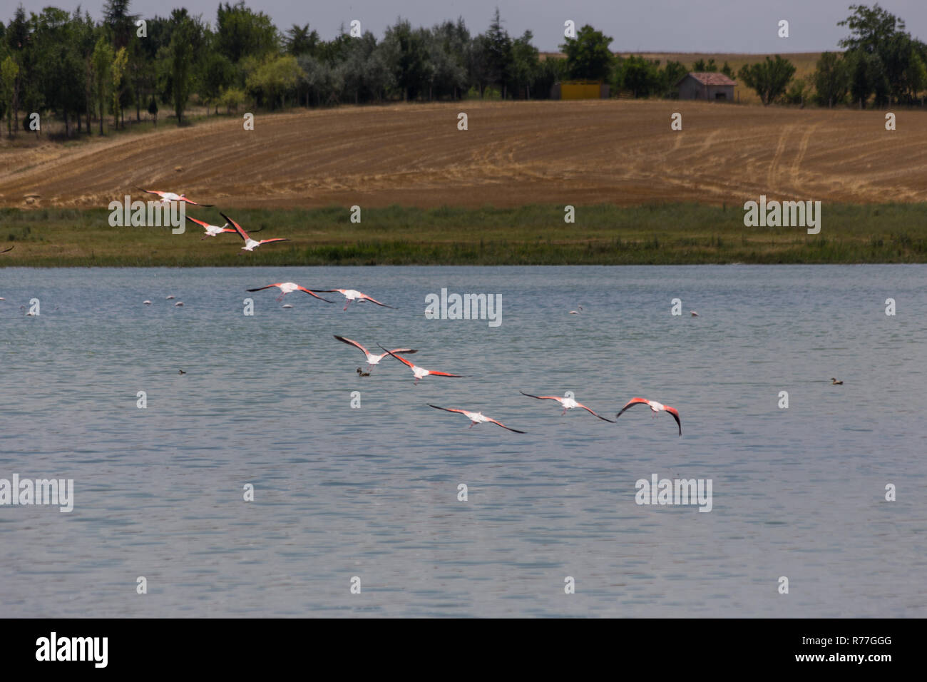 Flamingos im Salzsee Stockfoto
