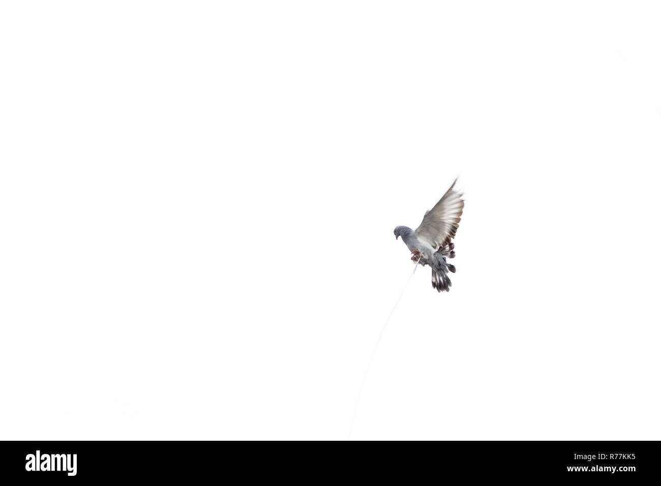 Tethered Tauben versuchen, Flug in die wöchentliche Vogel markt in Istanbul Stockfoto