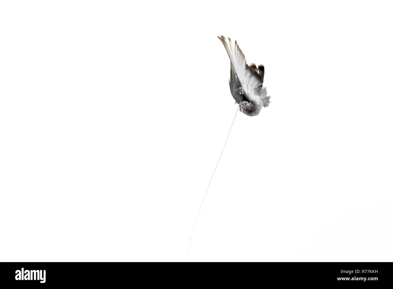 Tethered Tauben versuchen, Flug in die wöchentliche Vogel markt in Istanbul Stockfoto