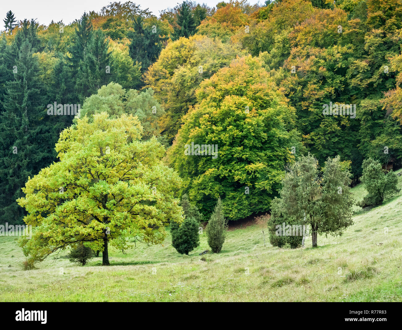 Herbst Landschaft mit bunten Bäumen Stockfoto
